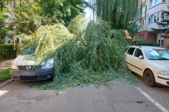 Autókra dőlt egy fűzfa Székelyudvarhelyen