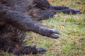 Mintegy féltucat vaddisznót ütöttek el, a gyanusítottat őrizetbe vették