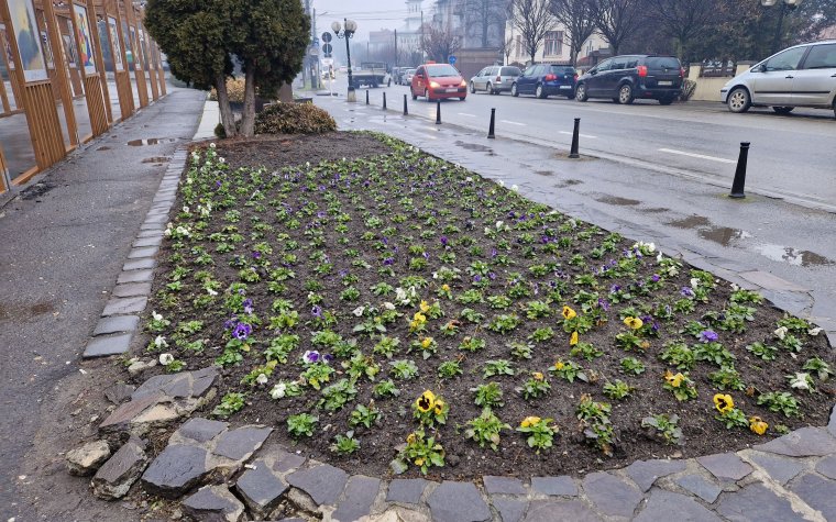 Még ilyet: beindult a virágzás a dísznövényeknél