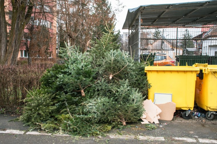 Több mint száz köbméter karácsonyfát hasznosíthatnak újra Csíkszeredában