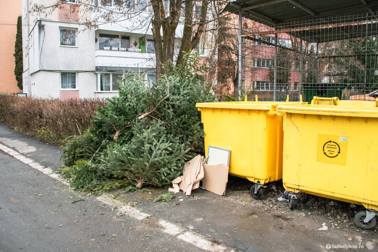 Több székelyföldi városban is újrahasznosítják a kidobott karácsonyfákat •  Fotó: László Ildikó
