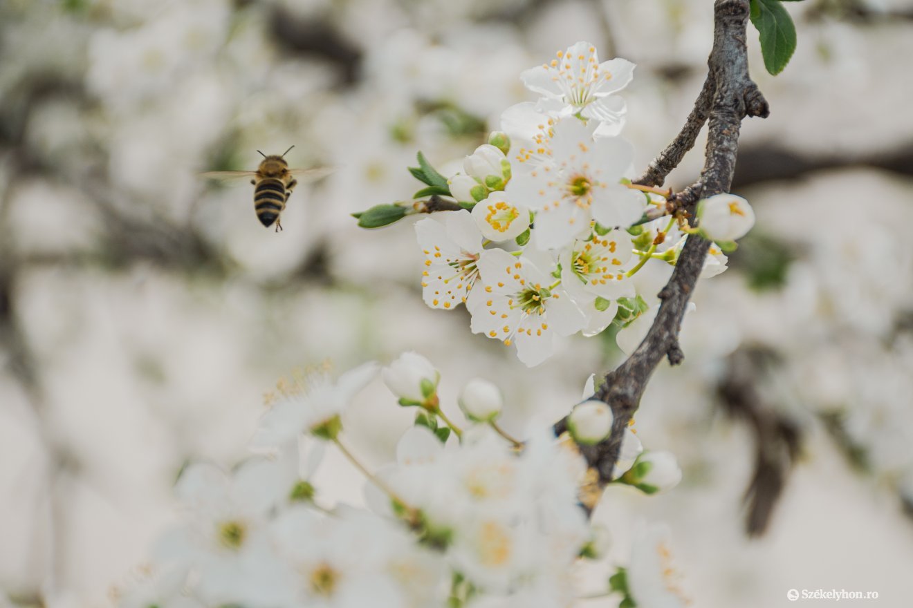 Kinyíló természet. Márciusban virágba borultak a fák •  Fotó: László Ildikó