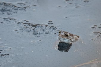 Míg régen rengeteg békát lehetett látni, mára jelentősen megcsappant az életterük