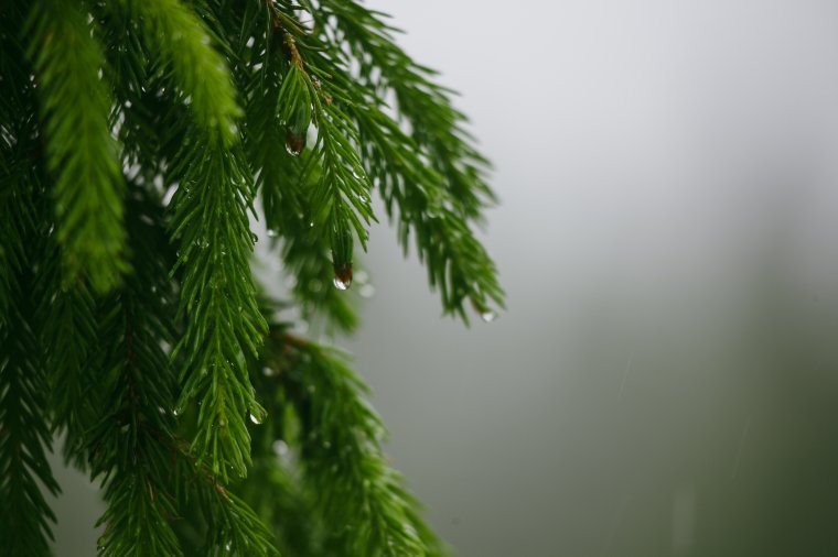 Bírósági végzés kötelezi 100 ezer eurós nyugdíjprémiuma egy részének visszafizetésére a volt főerdészt