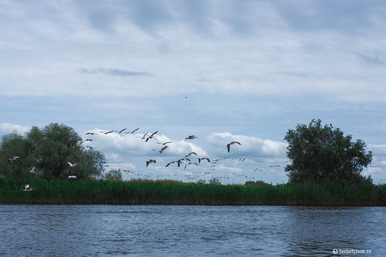 Számos madárfaj otthona a Duna-delta •  Fotó: Fülöp-Székely Botond