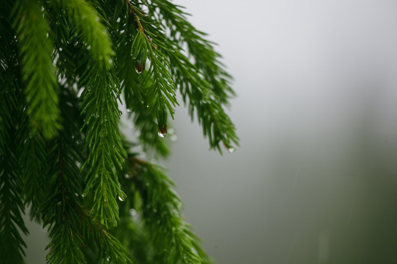 Elsősorban a lucfenyőket fenyegeti a betűzőszú elszaporodása