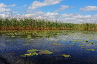 Szegénységben a nádak, tavirózsák, vadlovak és pelikánok között