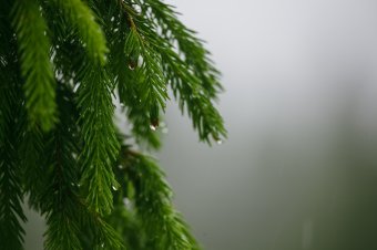 Bírósági végzés kötelezi 100 ezer eurós nyugdíjprémiuma egy részének visszafizetésére a volt főerdészt