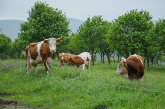 Tenyészállatok vásárlásának jóváhagyását kéri a mezőgazdasági miniszter az Európai Bizottságtól