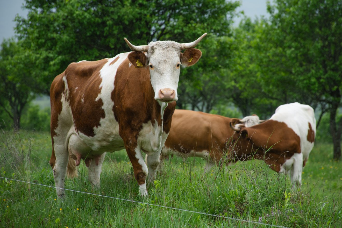 Két tűz között az európai gazdák: az ukrajnai áruimport után újabb csapás lehet a Mercosur-egyezmény