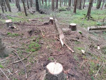 Falopás tetőfokon: csaknem 15 ezer köbmétert termeltek ki illegálisan a múlt év első kilenc hónapjában