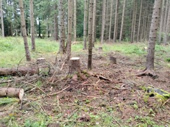 Huszonöt csutakot hagytak maguk után a fatolvajok Hargitafürdő közelében