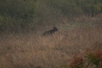 Újra medvét láttak Bihar megyében