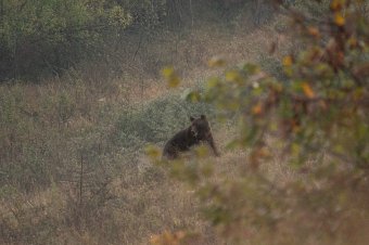 Ismét medvetámadás áldozatához kellett a mentőket riasztani