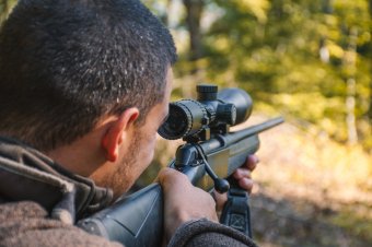 Négy kecskét is megölt a Lóvészre visszajáró medve, mielőtt kilőtték