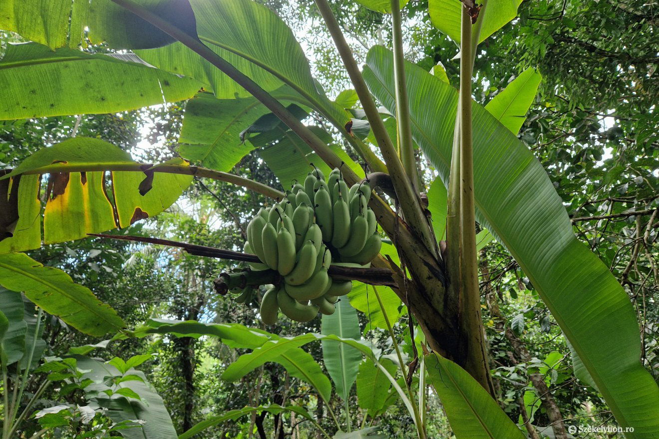 Számos banánültetvény tarkítja Zanzibárt •  Fotó: Fülöp-Székely Botond