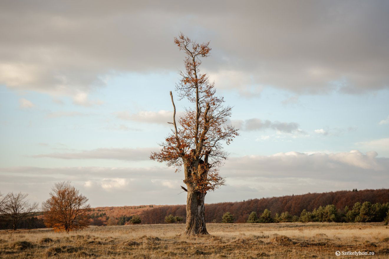 Novemberi ősz a Kalonda-tetőn •  Fotó: László Ildikó