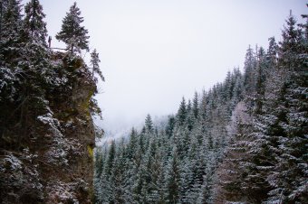 Nem volt egyszerű, de sikerült a falopástól eljutni az erdei iskoláig