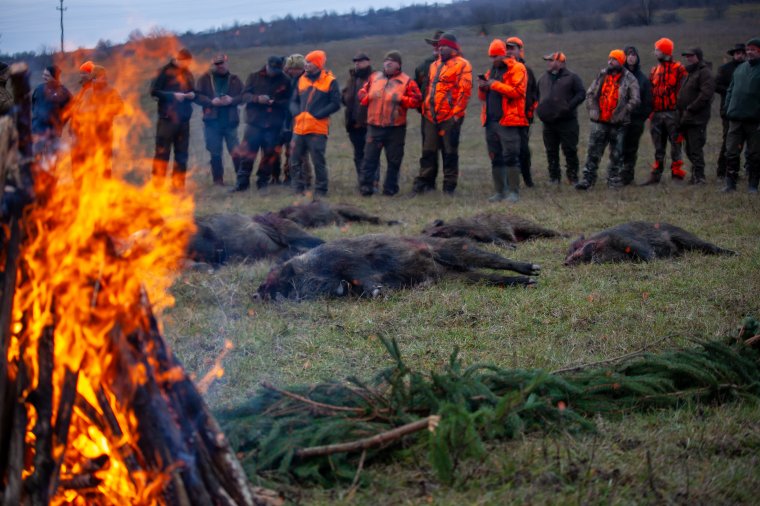 Hét vaddisznót lőttek a vadászok Etéd határában