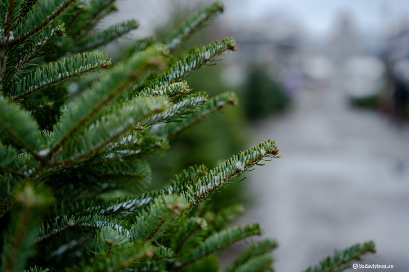 fenyőfa, felhasználás, természet, barkácsolás, fűszer, étel, ital, gasztronómia