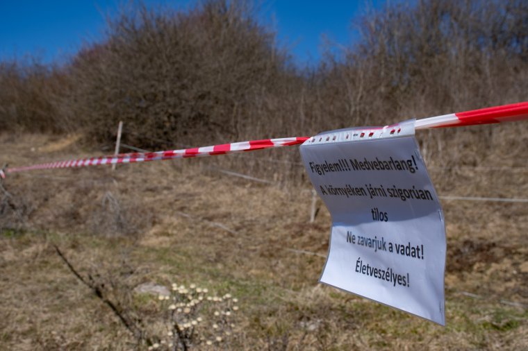 Mutatjuk, hogy mekkorát nőttek a gagyi medvebocsok – videóval
