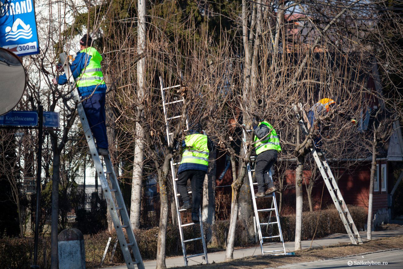 Egész héten dolgoznak a fák metszésével, kivágásával Székelyudvarhelyen