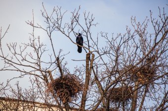 Elterelnék Székelyudvarhelyről a hangoskodó csókákat