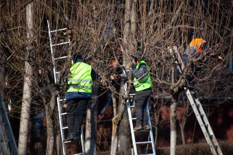 Fametszés miatt korlátozzák a forgalmat két csíkszeredai utcában