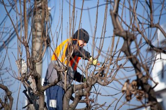 Nem lehet parkolni a csíkszeredai Szabadság térnél kedden délelőtt