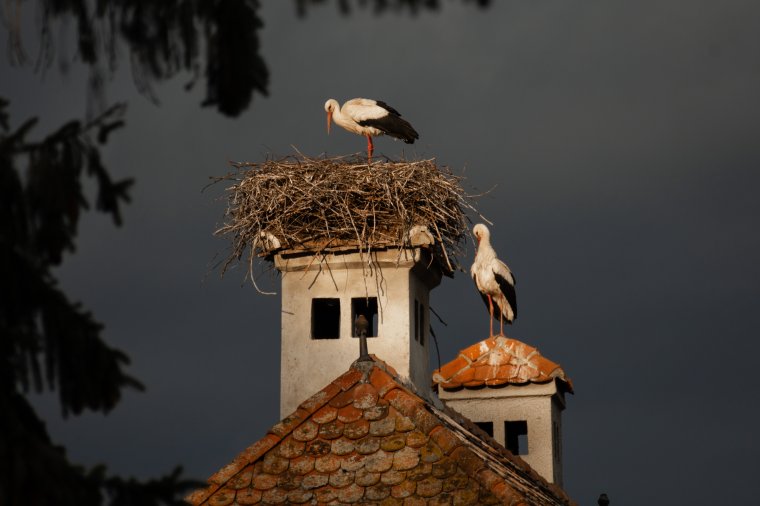 A gólyákat is próbára teszi a szélsőséges időjárás