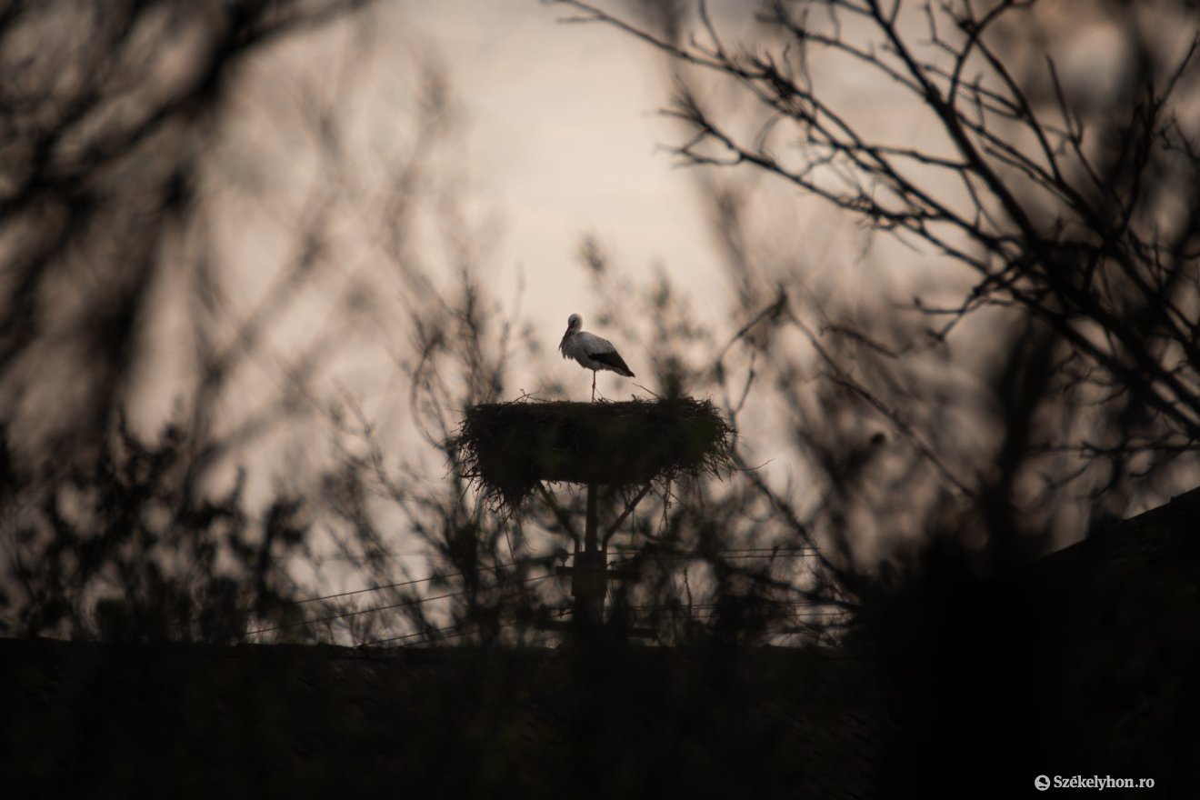 Április elejétől újra gólyák népesítik be Homoródszentpált. A tavasz hírnökeiként is ismert madarak visszatértek Afrikából, hogy elfoglalják fészkeiket és felkészüljenek a költési időszakra &bullet;  Fotó: László Ildikó