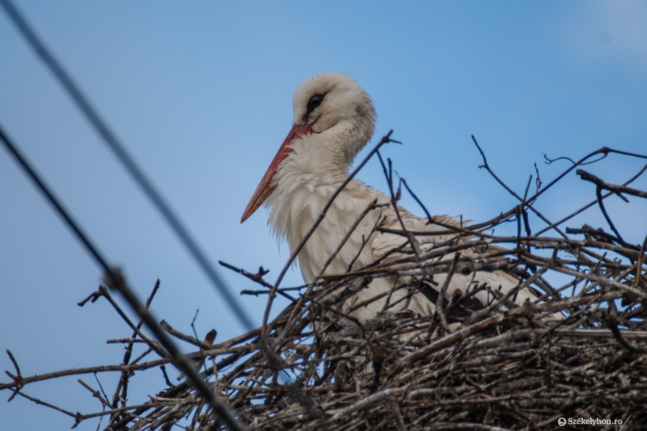 Képünk illusztráció &bullet;  Fotó: László Ildikó