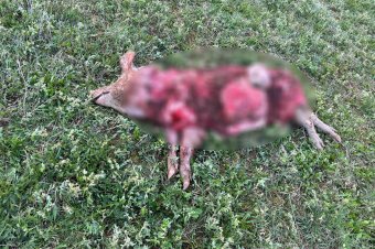 Disznókat pusztító medvét lőttek ki Küküllőkeményfalván