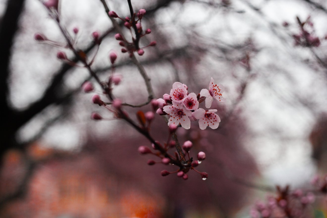 Hűvösebb napok után a csillagászati tavasz hoz felmelegedést