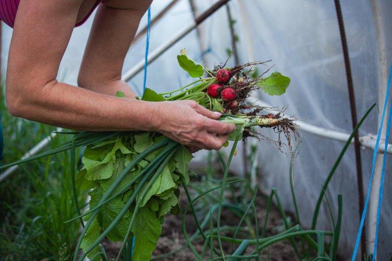 Még Hargita megyében is kifizetődő a szezonon kívüli fóliasátras zöldségtermesztés