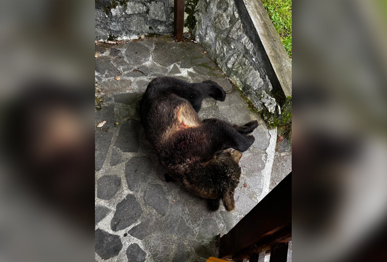 Egy panzió filegóriájából kergette el a turistákat a medve