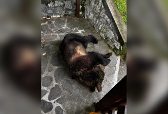 Étkező turistákra, majd a vadászokra támadt a Zeteváralján kilőtt medve