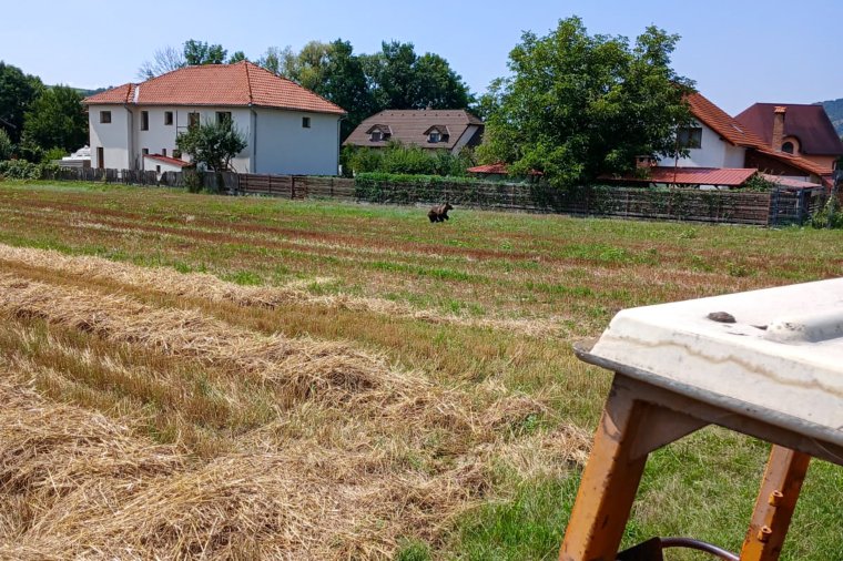 Lassan szokássá válik: fiatal medve riogatja a lakókat Fenyéden
