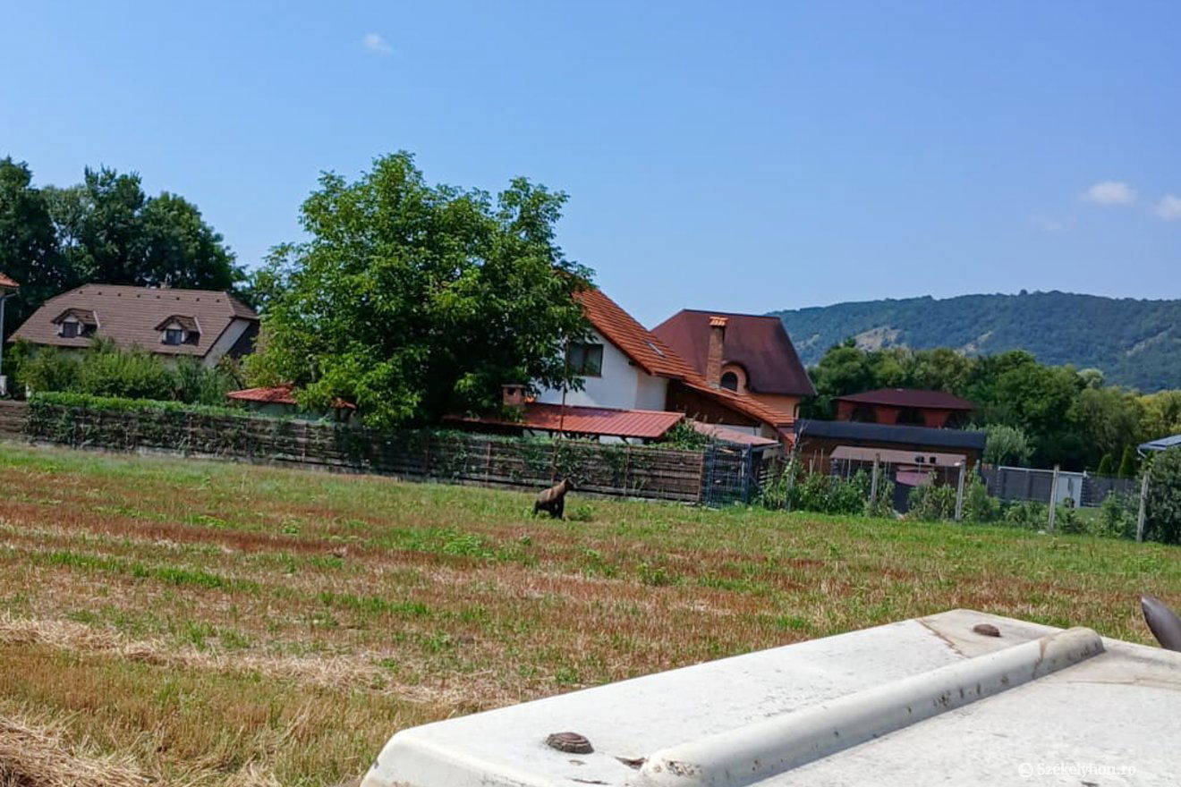 Napközben is a házak közelében jár a medve