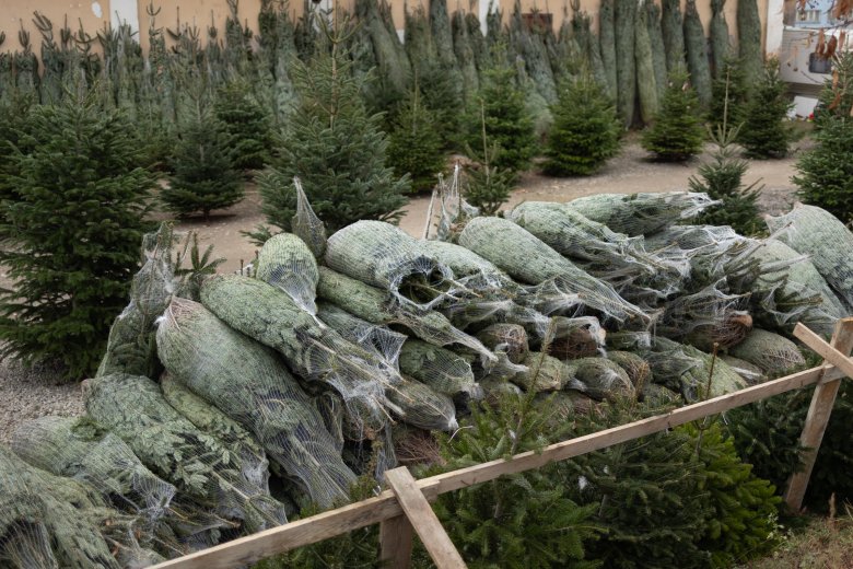 Karácsonyfavásárlás: hogyan állapíthatjuk meg, hogy mennyire friss a fenyő?