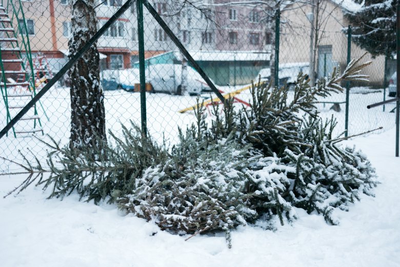 Elindult a karácsonyfák begyűjtése Marosvásárhelyen