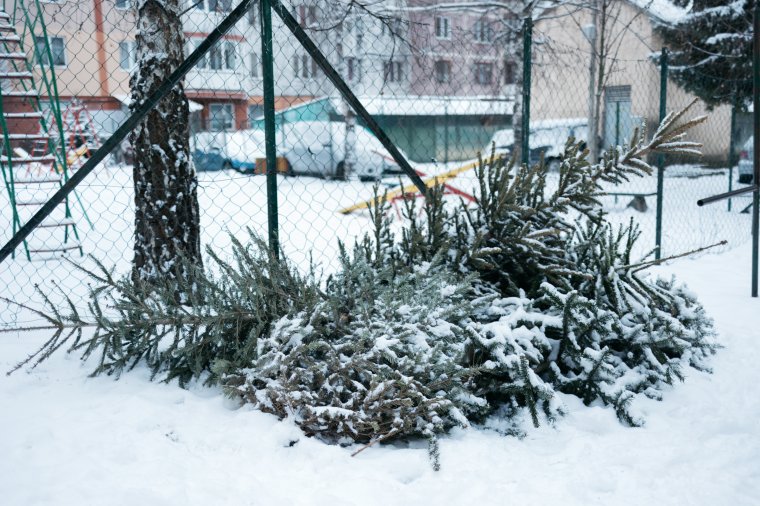 Elindult a karácsonyfák begyűjtése Marosvásárhelyen