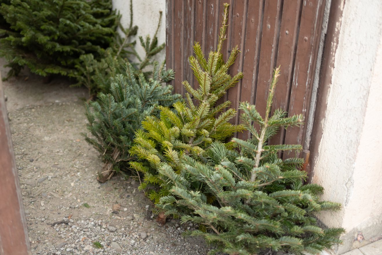 fenyőfa, felhasználás, természet, barkácsolás, fűszer, étel, ital, gasztronómia
