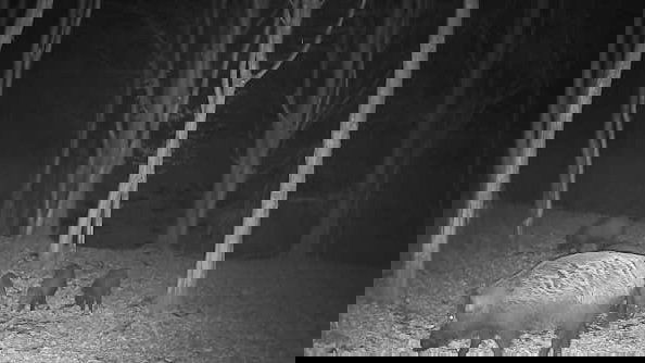 &bullet;  Fotó: Hubertus Vadásztársulat