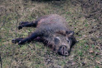 Hogyan lesz a kilőtt vaddisznóból szalámi? A vadhús hosszú útja az erdőtől a boltokig