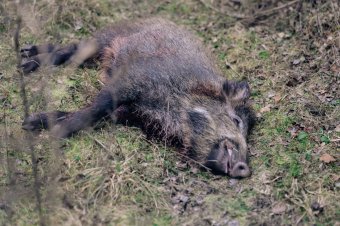 Évek óta nem tapasztalt gyorsasággal terjed a sertéspestis-fertőzés, több tucatnyi vaddisznót égettek el