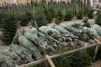 Karácsonyfavásárlás: hogyan állapíthatjuk meg, hogy mennyire friss a fenyő?