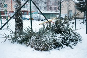 Elindult a karácsonyfák begyűjtése Marosvásárhelyen