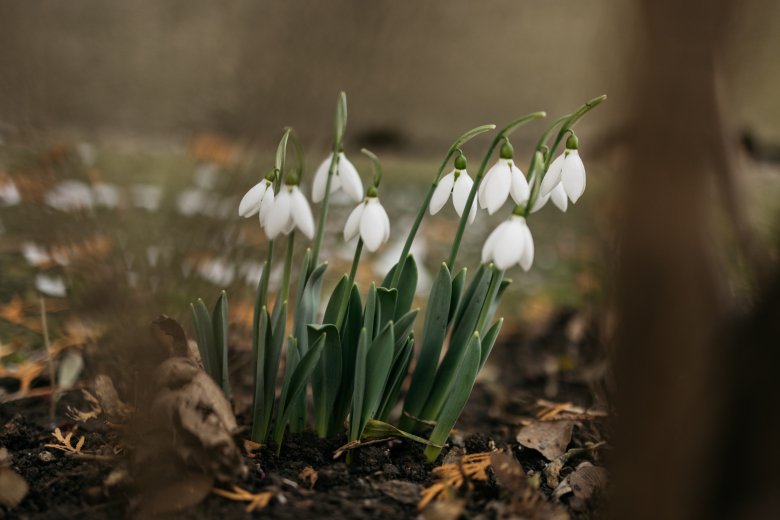 Tavasziasra fordul az időjárás: a sokéves átlagnál melegebb napok következnek