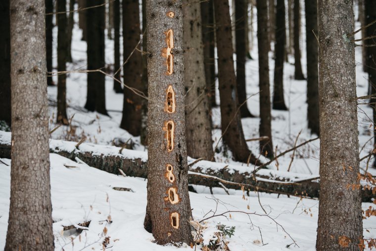 „Harkályfurulyák” a Madarasi Hargita lábánál